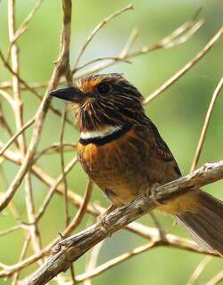 月胸蓬头䴕 / Crescent-chested Puffbird / Malacoptila striata