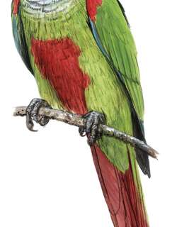 普氏鹦哥 / Pfrimer’s Parakeet / Pyrrhura pfrimeri