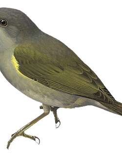 暗色啄果鸟 / Obscure Berrypecker / Melanocharis arfakiana