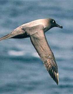 灰背信天翁 / Light-mantled Albatross / Phoebetria palpebrata