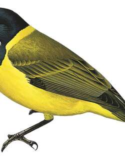 俾斯麦啸鹟 / Bismarck Whistler / Pachycephala citreogaster