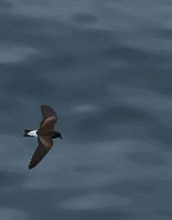加岛叉尾海燕 / Wedge-rumped Storm Petrel / Oceanodroma tethys