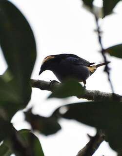 白冠唐加拉雀 / Opal-crowned Tanager / Tangara callophrys