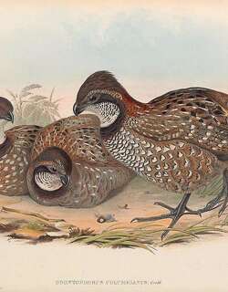 委内瑞拉林鹑 / Venezuelan Wood Quail / Odontophorus columbianus