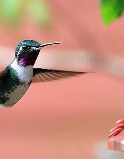 白腹林蜂鸟 / White-bellied Woodstar / Chaetocercus mulsant