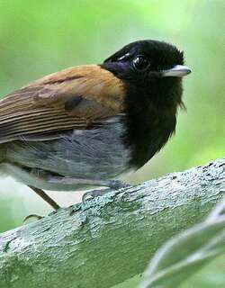 冠食蚊鸟 / Hooded Gnateater / Conopophaga roberti