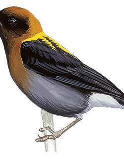 金枕织雀 / Golden-naped Weaver / Ploceus aureonucha