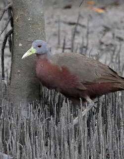 栗腹秧鸡 / Chestnut Rail / Eulabeornis castaneoventris