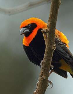 黑翅巧织雀 / Black-winged Red Bishop / Euplectes hordeaceus