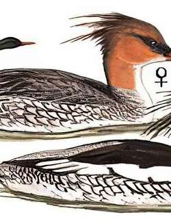 中华秋沙鸭 / Scaly-sided Merganser / Mergus squamatus