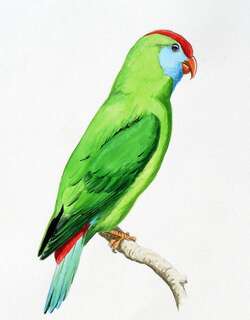 卡米金短尾鹦鹉 / Camiguin Hanging Parrot / Loriculus camiguinensis
