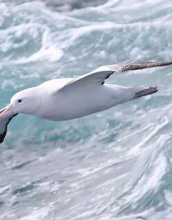 漂泊信天翁 / Wandering Albatross / Diomedea exulans