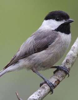 卡罗山雀 / Carolina Chickadee / Poecile carolinensis