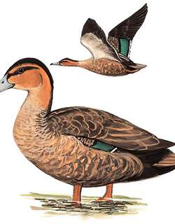 棕颈鸭 / Philippine Duck / Anas luzonica