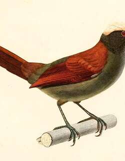 淡顶针尾雀 / Light-crowned Spinetail / Cranioleuca albiceps