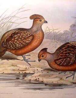 黄眼斑林鹑 / Starred Wood Quail / Odontophorus stellatus