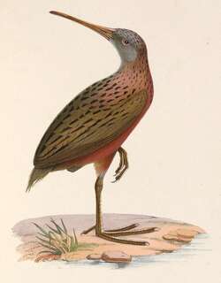 马岛秧鸡 / Madagascan Rail / Rallus madagascariensis