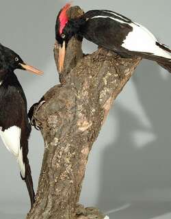 帝啄木鸟 / Imperial Woodpecker / Campephilus imperialis