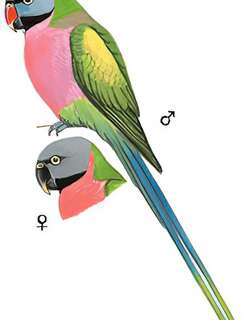绯胸鹦鹉 / Red-breasted Parakeet / Psittacula alexandri