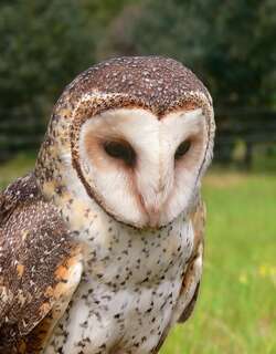 大草鸮 / Australian Masked Owl / Tyto novaehollandiae