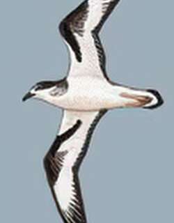 点额圆尾鹱 / Bonin Petrel