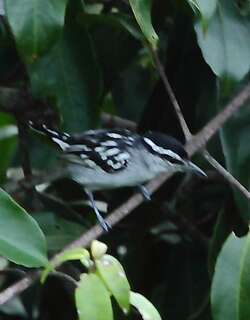 斑背蚁鹩 / Spot-backed Antwren / Herpsilochmus dorsimaculatus