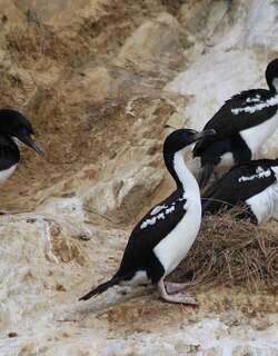 毛脸鸬鹚 / New Zealand King Shag / Leucocarbo carunculatus