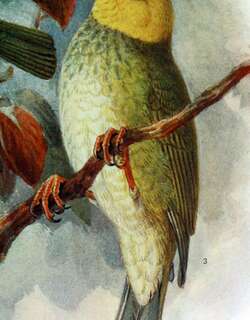 鹦嘴管舌雀 / Ou / Psittirostra psittacea