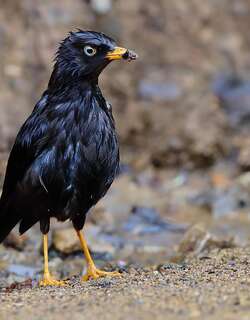 乌鸲鸫 / Sooty Thrush / Turdus nigrescens