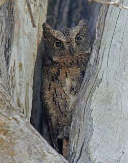 马岛角鸮 / Rainforest Scops Owl / Otus rutilus