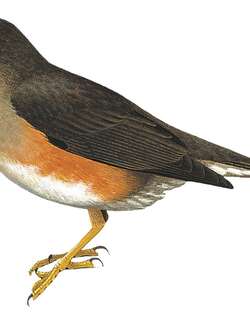 乌桑巴拉鸫 / Usambara Thrush / Turdus roehli
