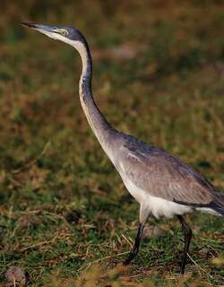 黑头鹭 / Black-headed Heron / Ardea melanocephala