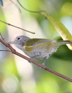 灰头绿莺雀 / Lesser Greenlet / Hylophilus decurtatus