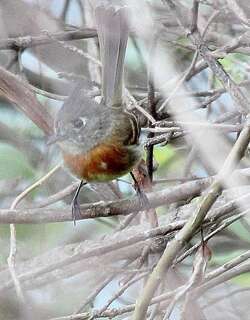 带霸鹟 / Belted Flycatcher / Xenotriccus callizonus
