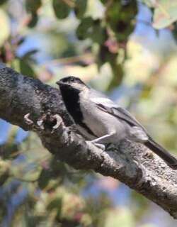 北灰山雀 / Miombo Tit / Melaniparus griseiventris