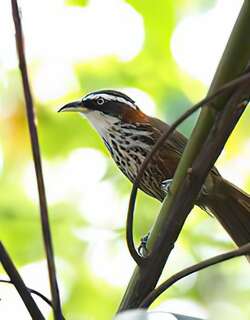 台湾棕颈钩嘴鹛 / Taiwan Scimitar Babbler / Pomatorhinus musicus