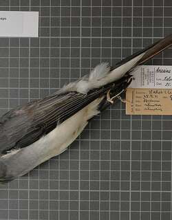 摩鹿加鹃鵙 / Moluccan Cuckooshrike / Coracina atriceps