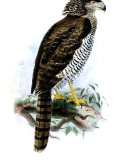 马岛蛇雕 / Madagascan Serpent Eagle / Eutriorchis astur