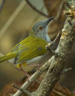 绿背拱翅莺 / Green-backed Camaroptera / Camaroptera brachyura