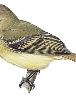 黑嘴斑翅霸鹟 / Black-billed Flycatcher / Aphanotriccus audax