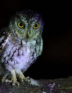 巽他领角鸮 / Sunda Scops Owl / Otus lempiji