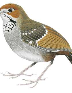 吕宋地莺 / Sierra Madre Ground Warbler / Robsonius thompsoni