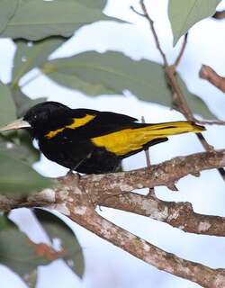 黄翅酋长鹂 / Mexican Cacique / Cassiculus melanicterus