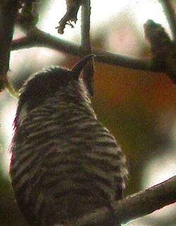 铜翅金鹃 / White-eared Bronze Cuckoo / Chrysococcyx meyerii