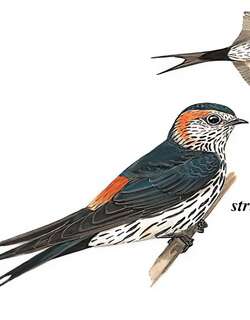 斑腰燕 / Striated Swallow / Cecropis striolata