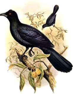 绿胸辉极乐鸟 / Crinkle-collared Manucode / Manucodia chalybatus