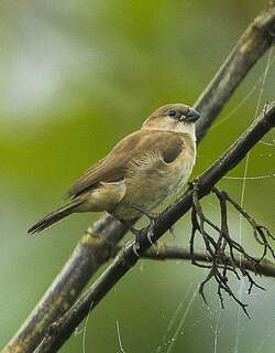 斑胸火雀 / Bar-breasted Firefinch / Lagonosticta rufopicta