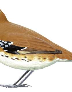 纳拉伯鹑鸫 / Nullarbor Quail-thrush / Cinclosoma alisteri