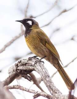 白耳吸蜜鸟 / White-eared Honeyeater / Nesoptilotis leucotis