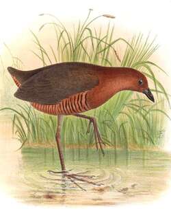 黑斑田鸡 / Black-banded Crake / Laterallus fasciatus